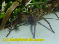 /home//u458753944/public_html/sourcegallery///////////////////Insects and small critters/spiders and kin (Arachnida)/P1140173.JPG